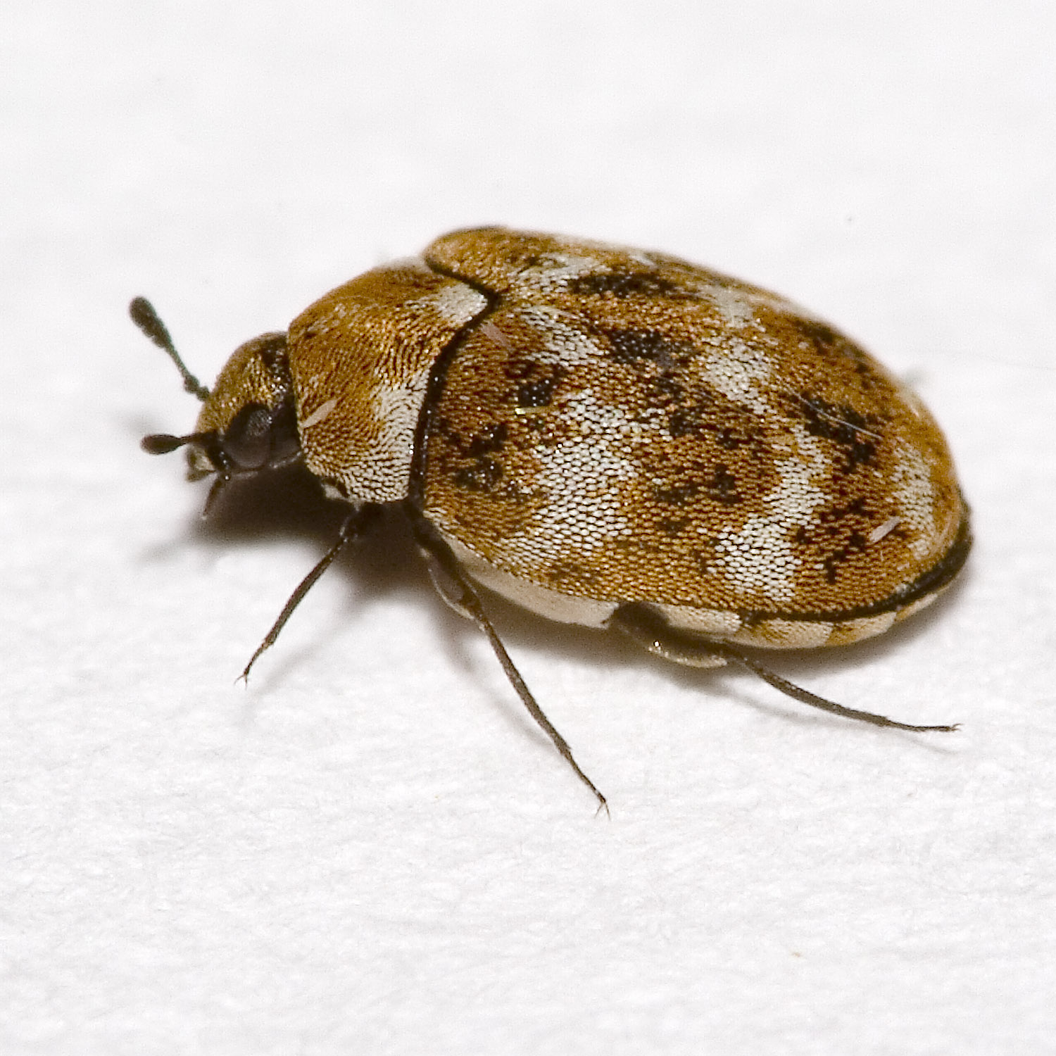 Behind the Scenes: The Guernsey Carpet Beetle. - Museum of the Order of