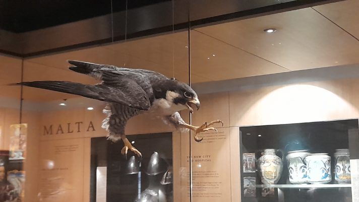 Photograph of a taxidermy bird of prey, talon outstretched, in a glass display case.