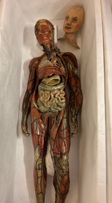 Anatomical model of a male figure showing structure of the body including organs and major blood vessels, with replica skin of the face placed next to the model.