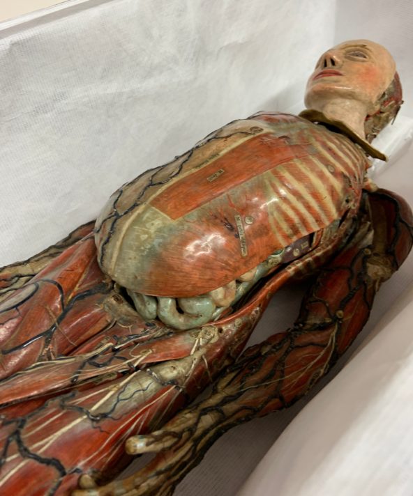 Close up image of an anatomical model of a male figure with key blood vessels and muscles. The replica skin cover for the face is on the model and there is a painted cover for the chest organs with labels and painted on ribs.