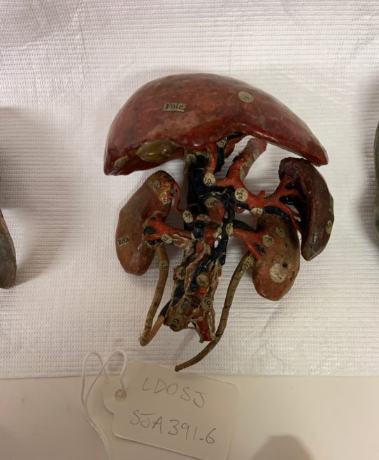 Close up image of model piece of the stomach, liver and kidneys.